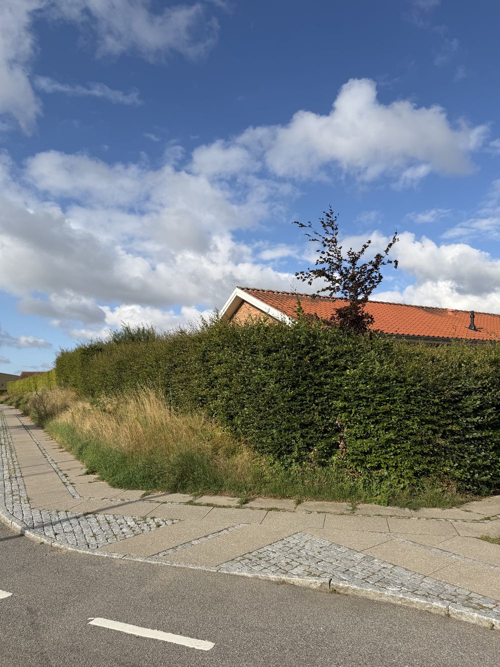 Hæk langs fortovet før klipning