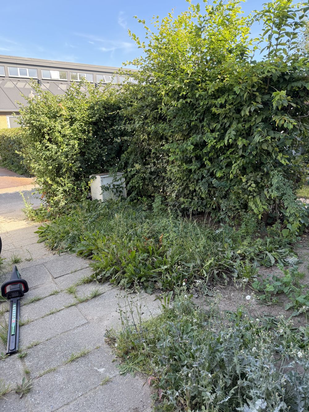 Overgroet sti langs hæk før oprydning